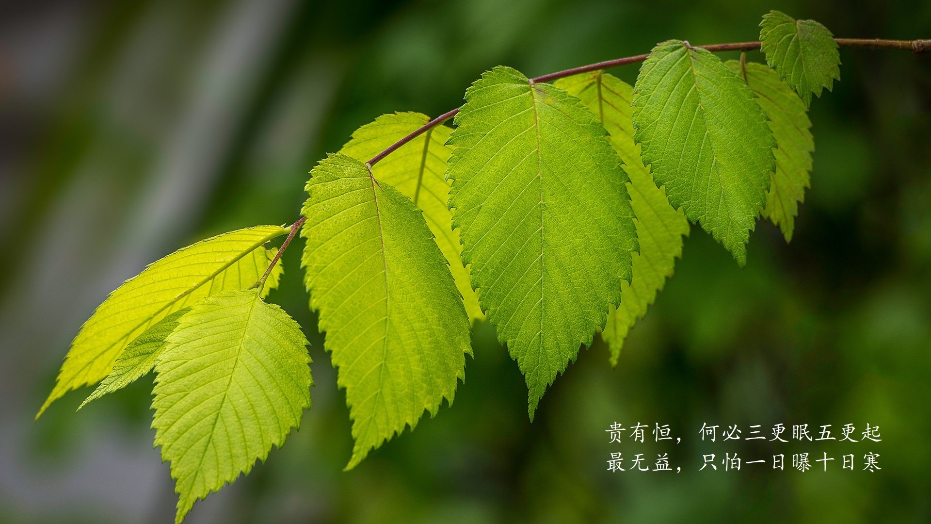 雷霆压哨战胜掘金，全明星赛前哨战中亚历山大砍下47分，亚历山大 雷霆队