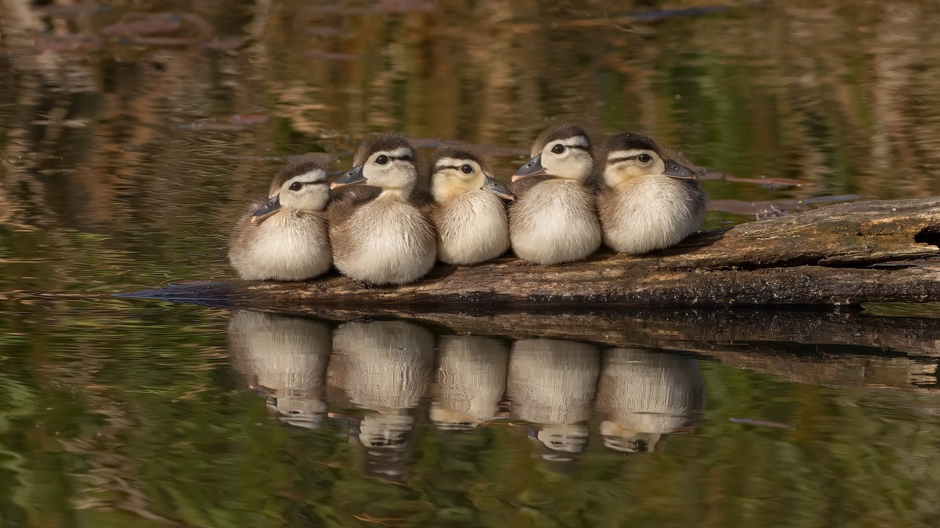 乌拉圭队士气高昂，全力备战国际大赛
