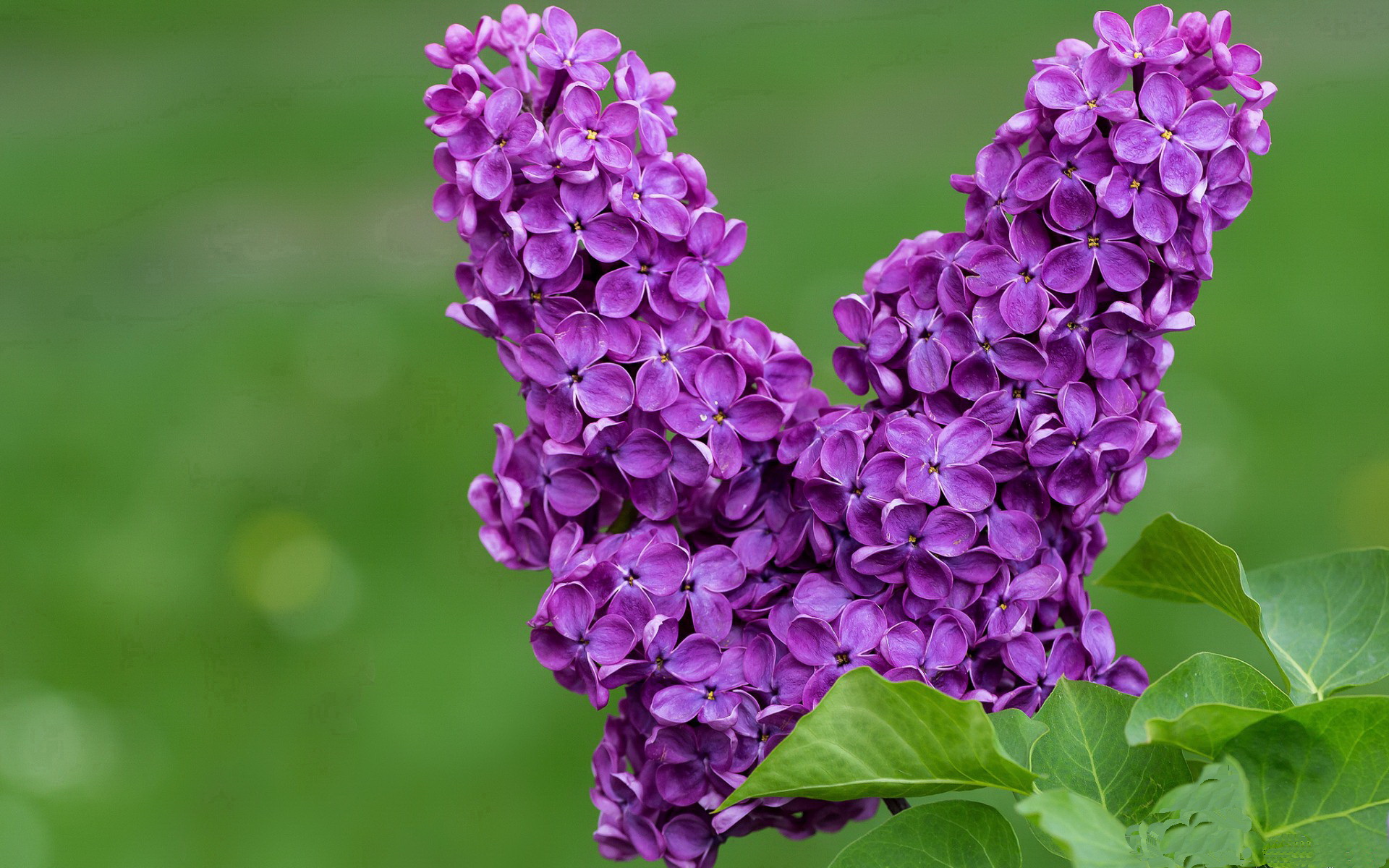 森林狼组织主题日鼓励球迷穿复古球衣入场,森林狼复古球裤