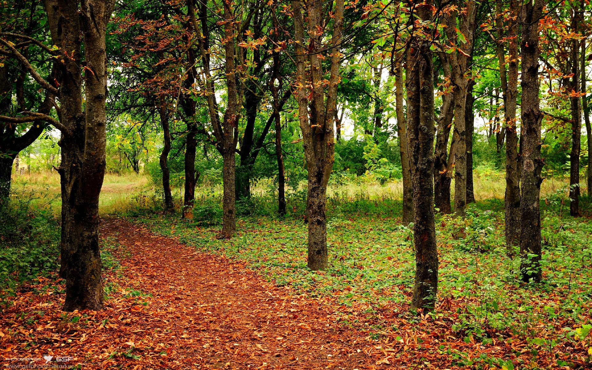 爵士近五场比赛抢断数联盟第一，爵士队连胜