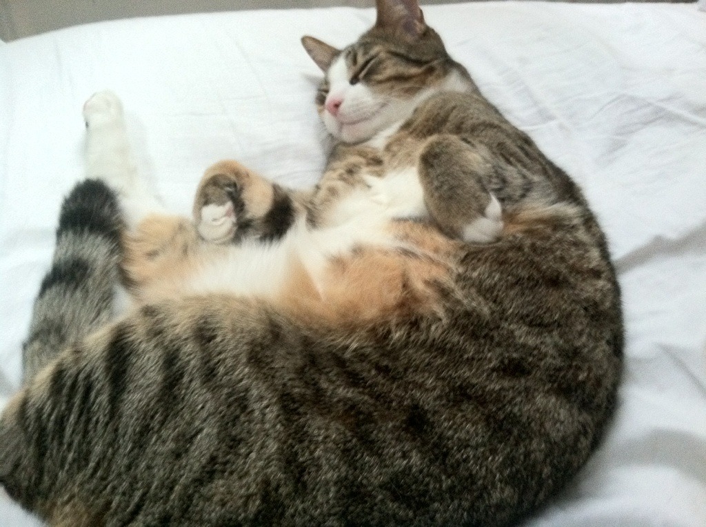 社区橄榄球计划惠及五万名儿童，橄榄球活动方案格式模板