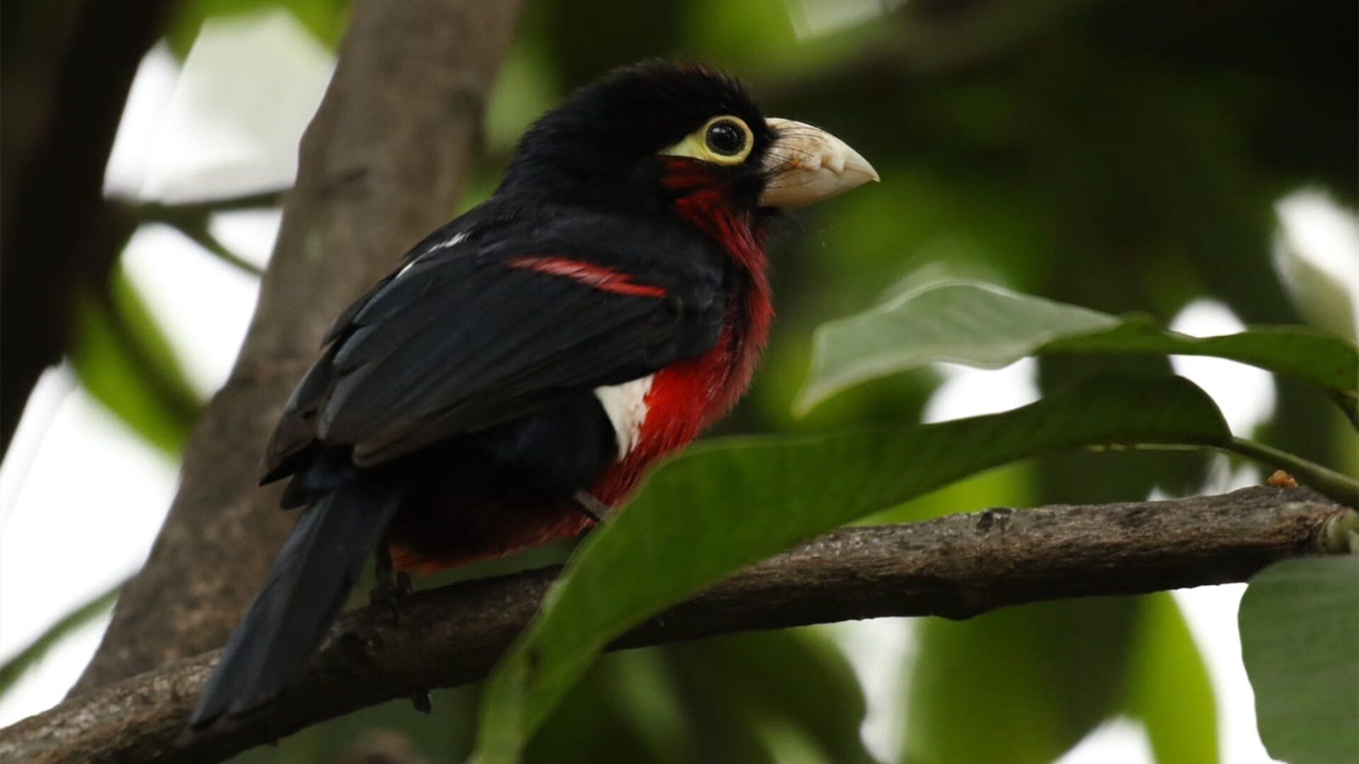 英超激烈冲刺:最后几场决定冠军归属!,英超收官