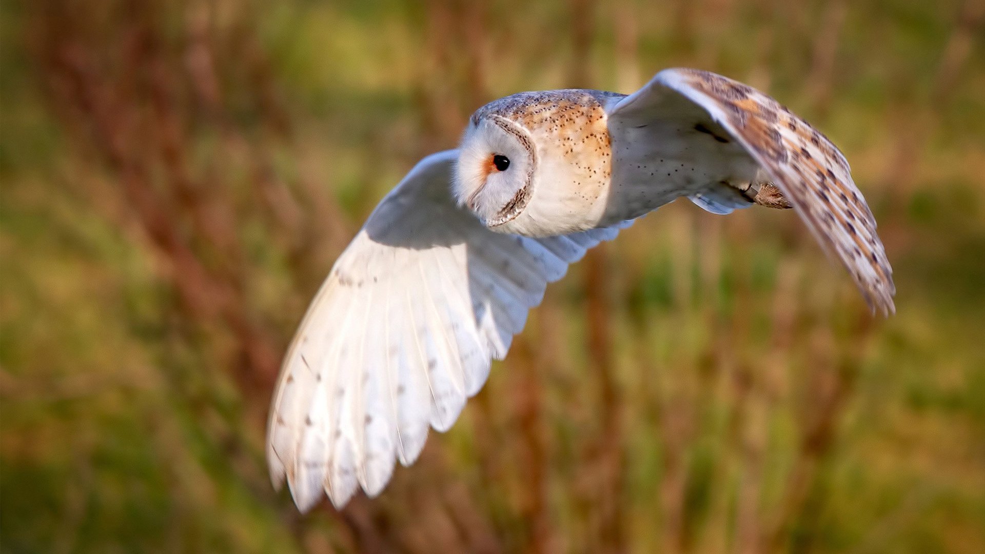爱游戏 电竞-陈佳极速入水领跑蝶泳决赛，游泳陈佳