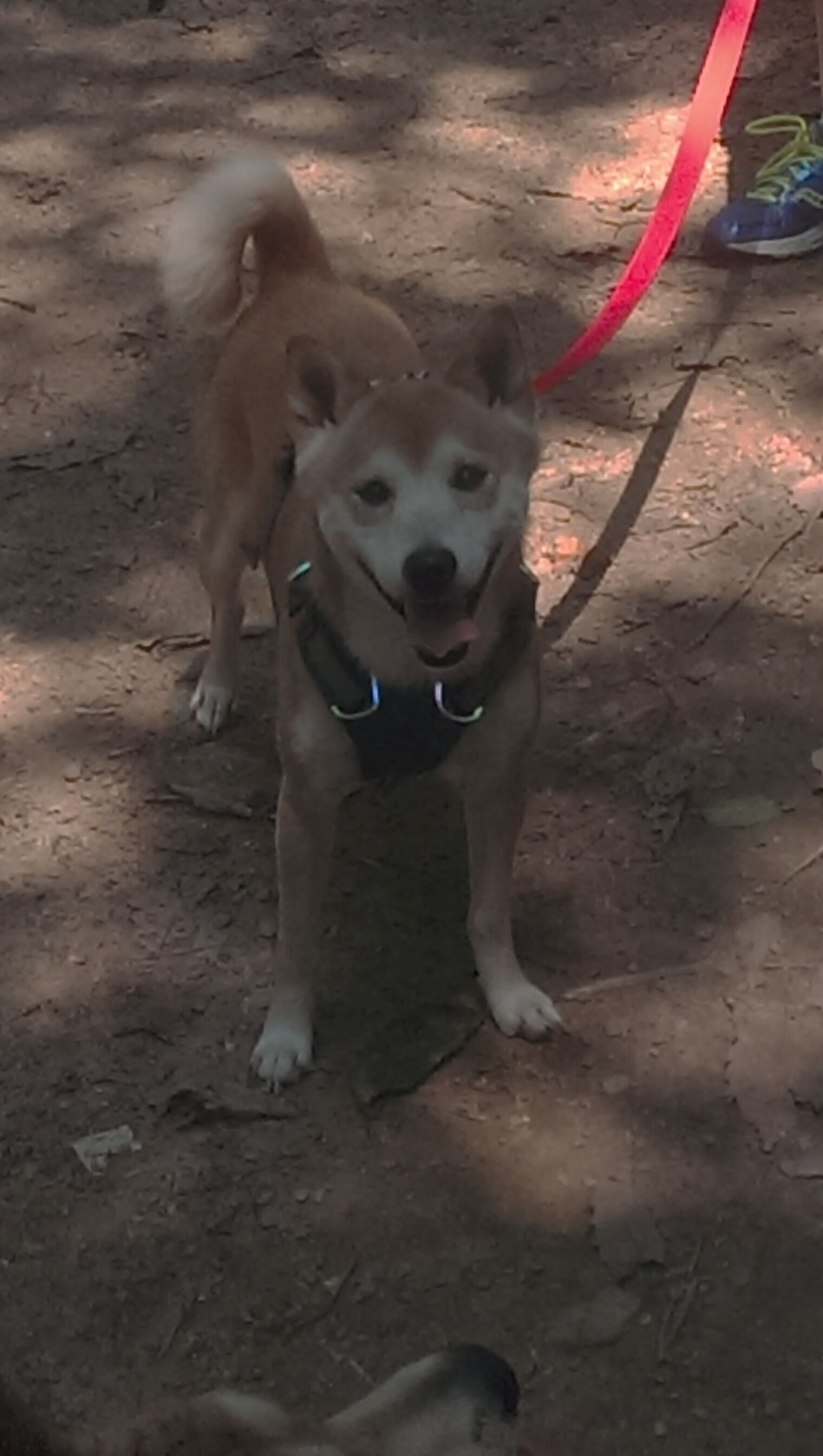 青少年篮球赛后评估引入教练多维打分系统提升反馈效率,中国青少年篮球训练教学大纲测试指标